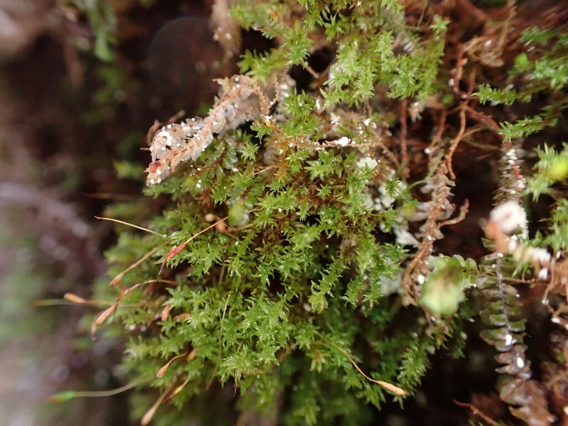 Reinwardt's Zygodon Moss photo 6