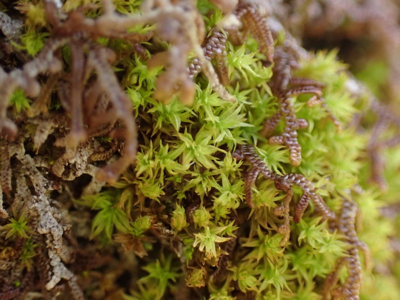 Reinwardt's Zygodon Moss photo 7