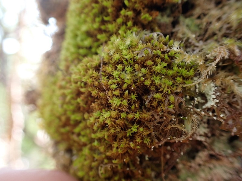 Reinwardt's Zygodon Moss photo 8