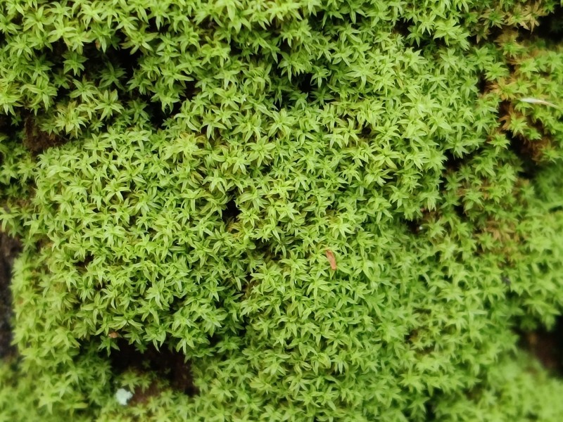 Zygodon Moss photo 2