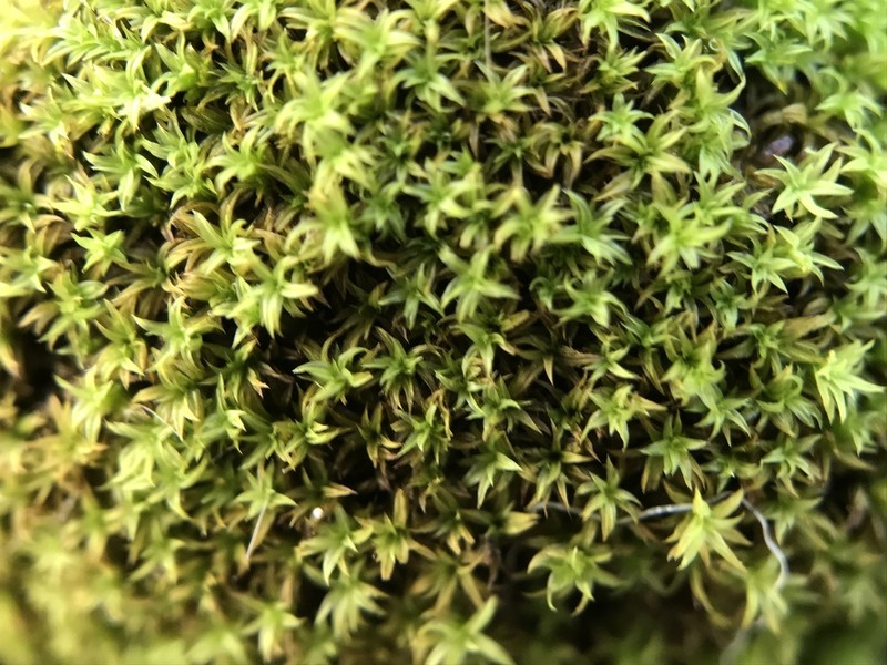 Zygodon Moss photo 3