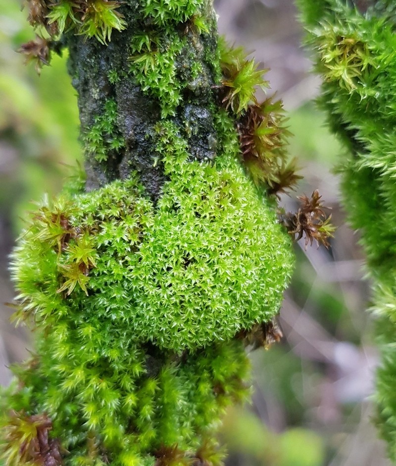 Zygodon Moss photo 4