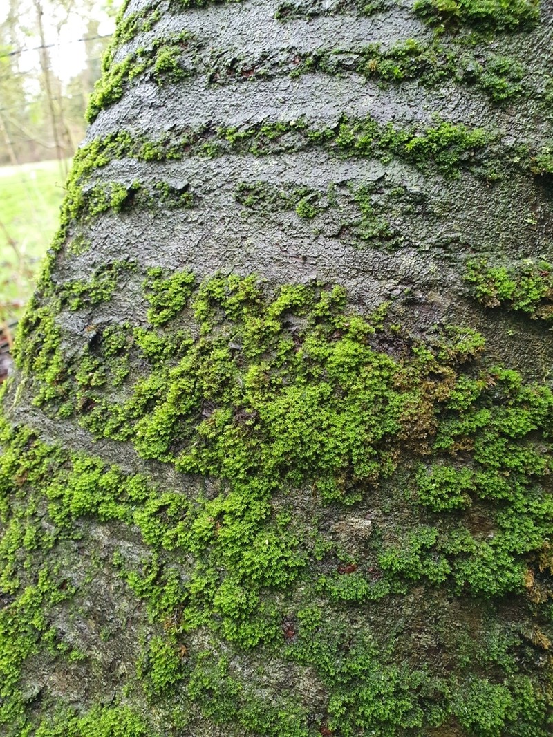 Zygodon Moss photo 5