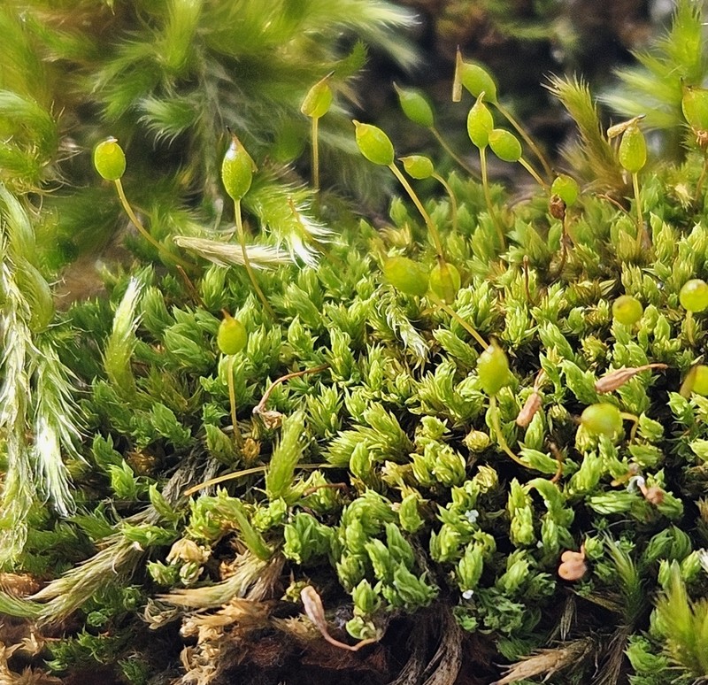 Zygodon Moss photo 6