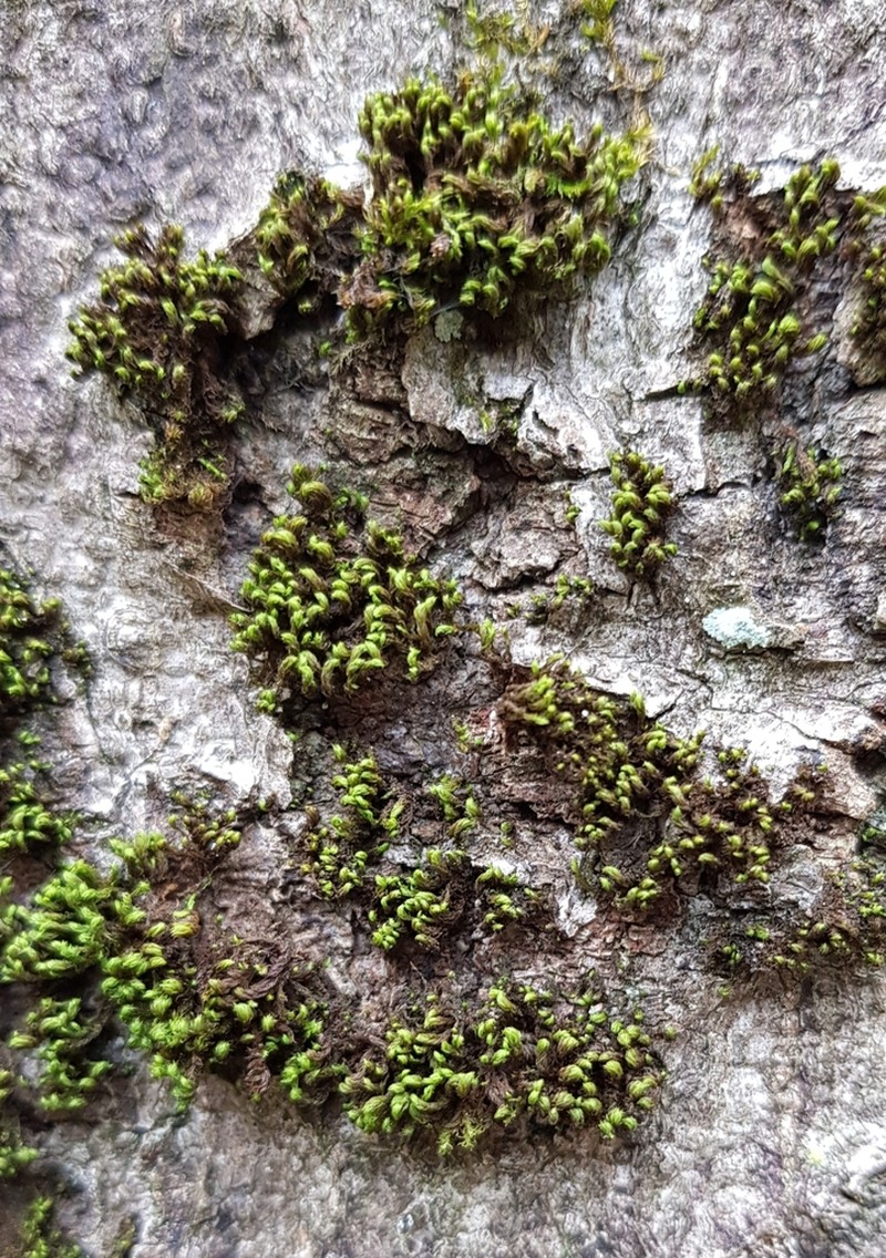 Zygodon Moss photo 7
