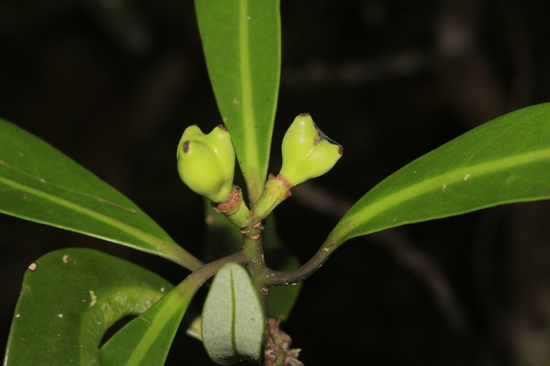 Zygogynum baillonii