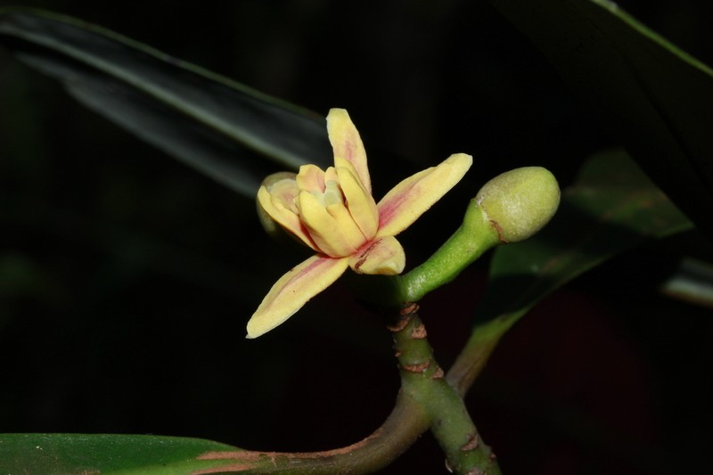Zygogynum baillonii photo 2