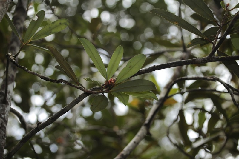 Zygogynum baillonii photo 3