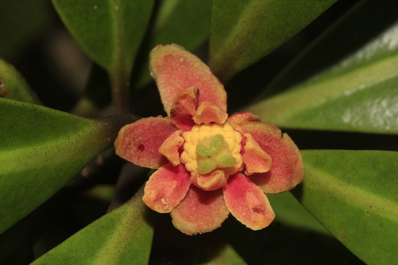 Zygogynum baillonii photo 4