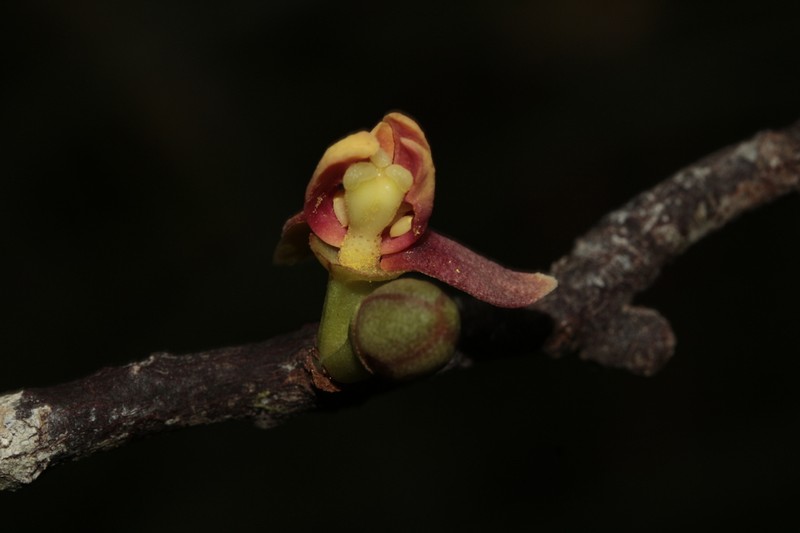 Zygogynum baillonii photo 5