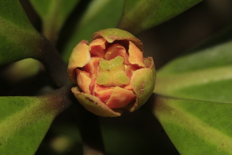 Zygogynum baillonii photo 6