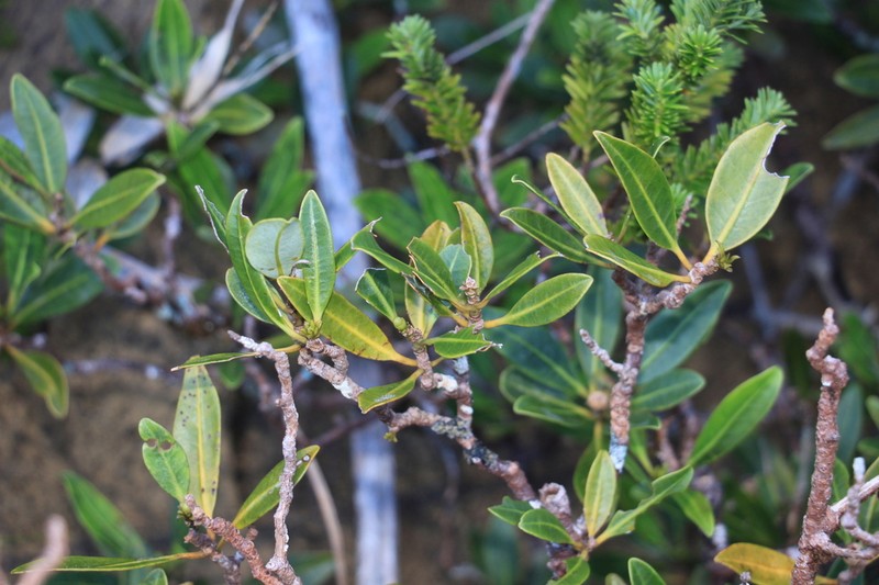 Zygogynum baillonii photo 7