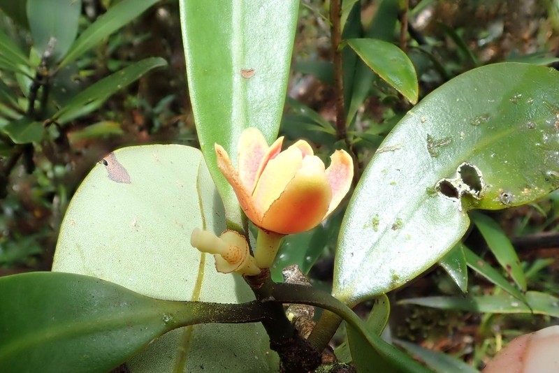 Zygogynum baillonii photo 8