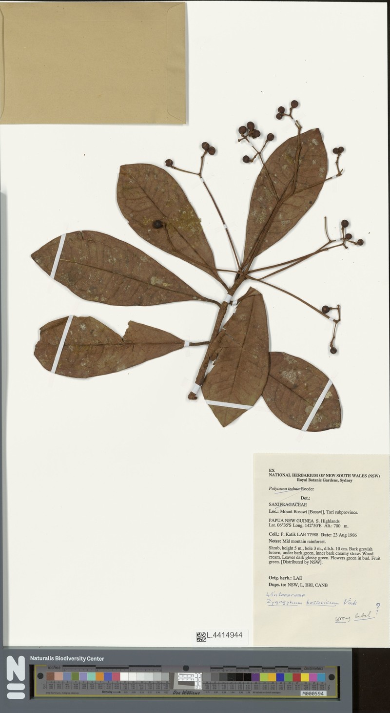 Zygogynum bosavicum