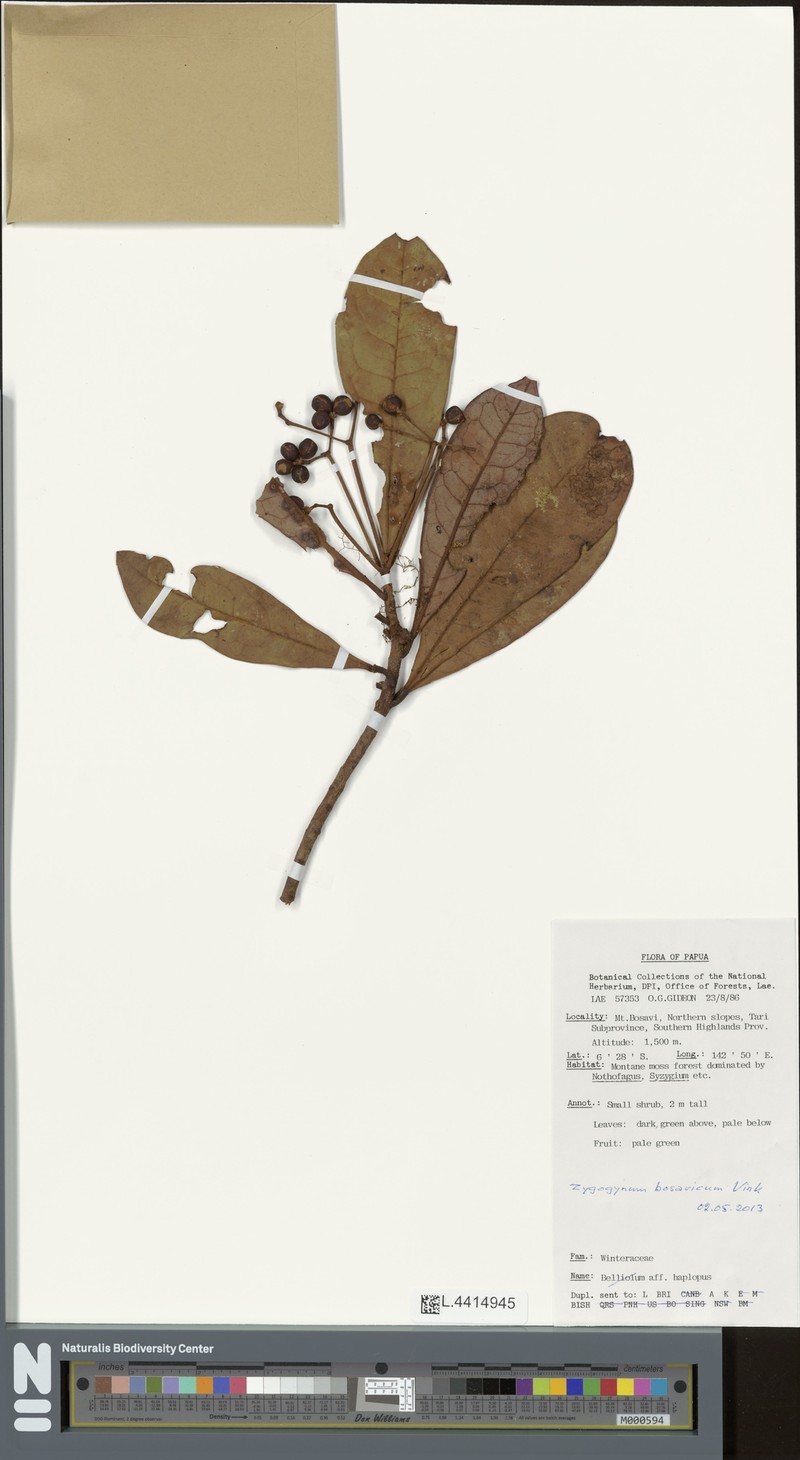 Zygogynum bosavicum photo 2