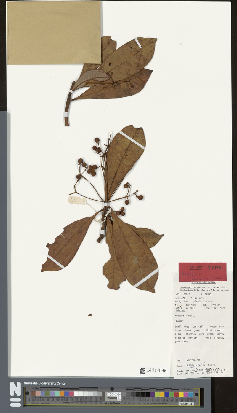 Zygogynum bosavicum photo 3