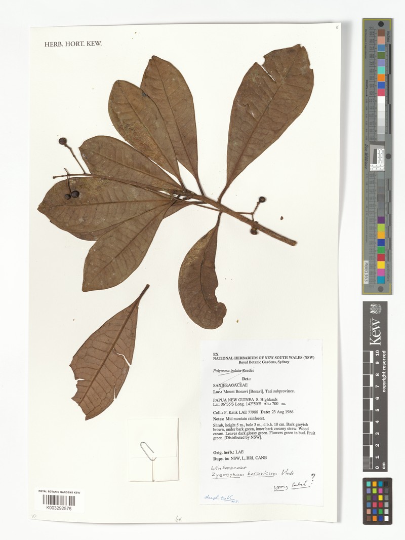 Zygogynum bosavicum photo 4