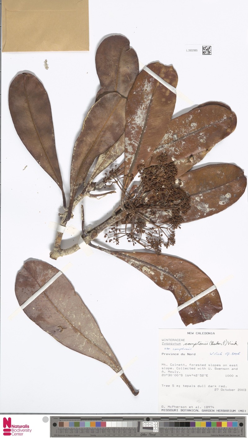 Zygogynum comptonii var. comptonii