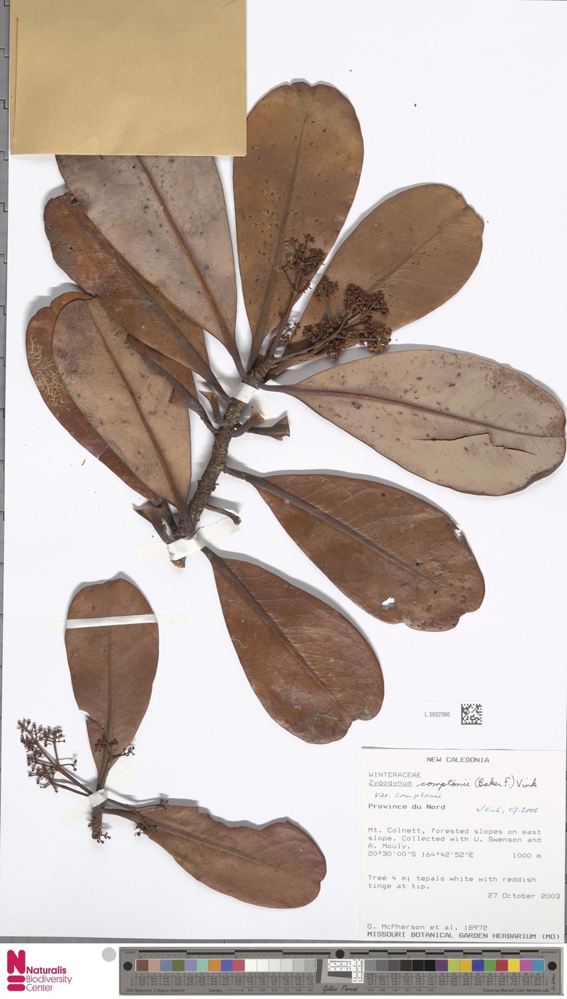Zygogynum comptonii var. comptonii photo 2