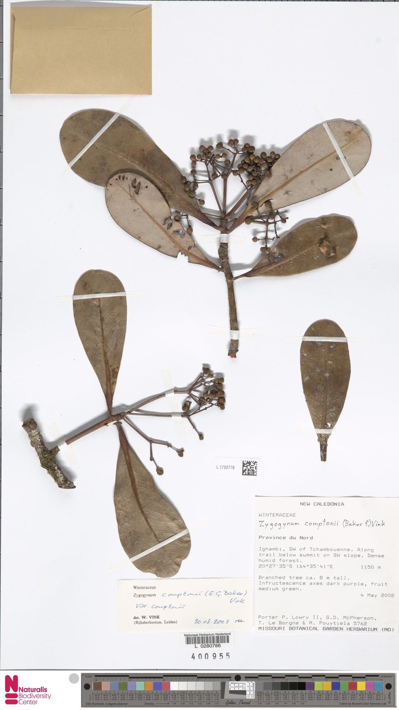 Zygogynum comptonii var. comptonii photo 3