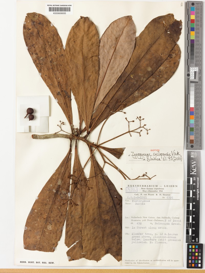 Zygogynum cyclopensis photo 3