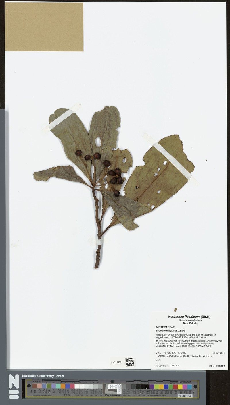 Zygogynum haplopus photo 4