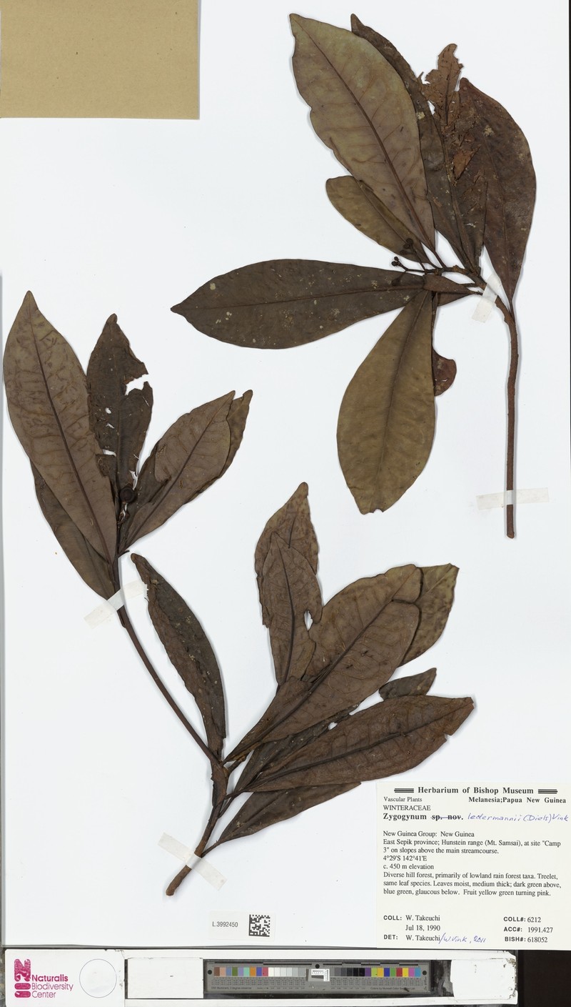 Zygogynum ledermannii