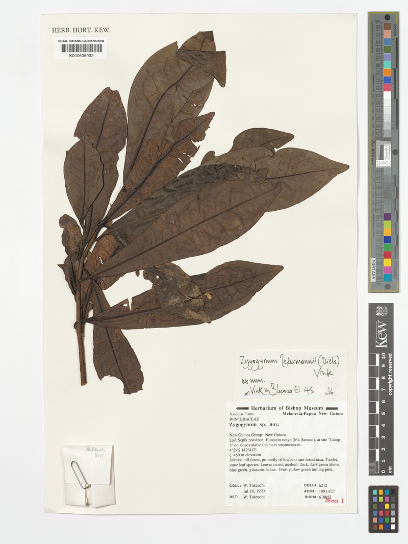 Zygogynum ledermannii photo 2