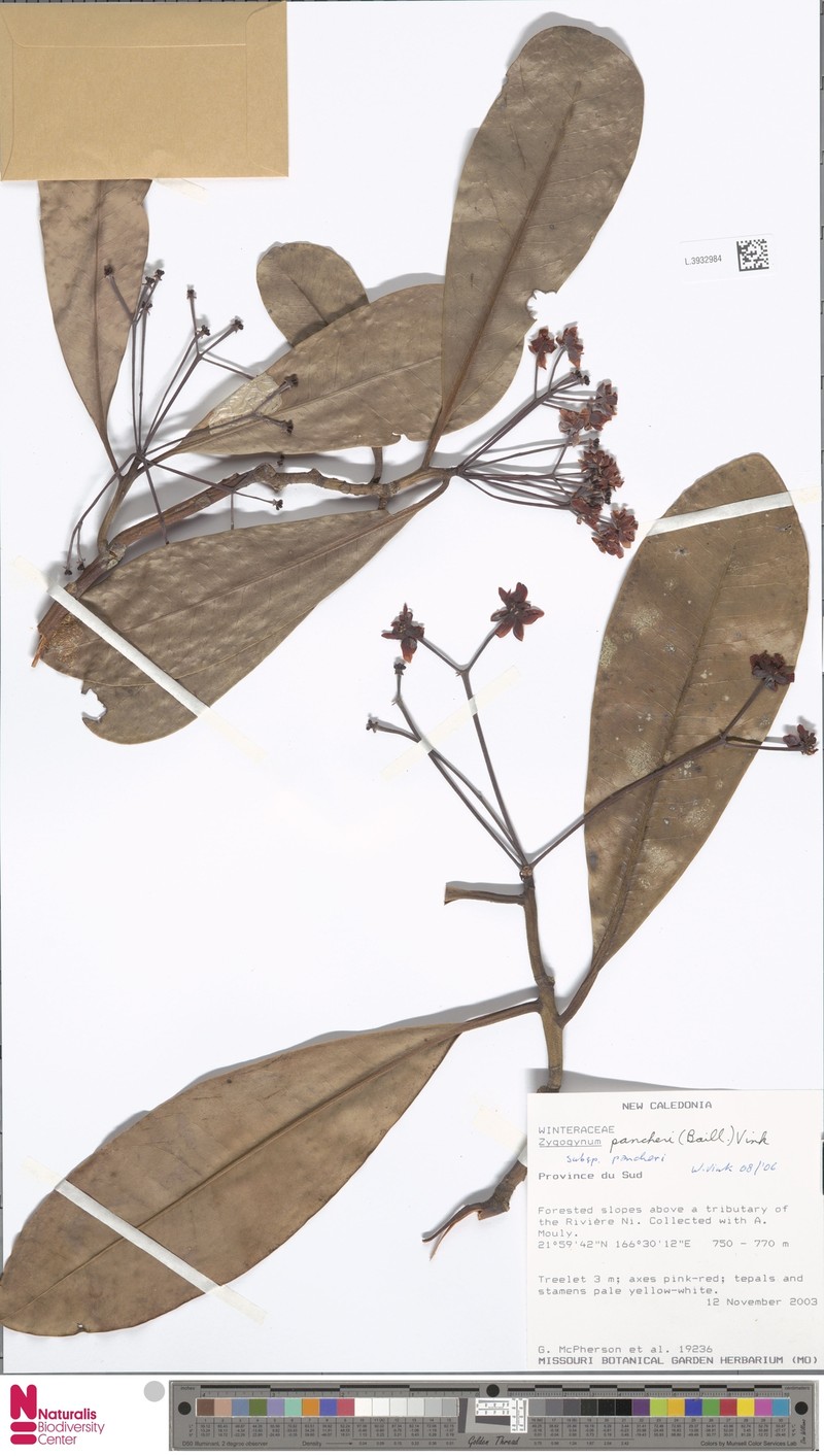 Zygogynum pancheri subsp. pancheri