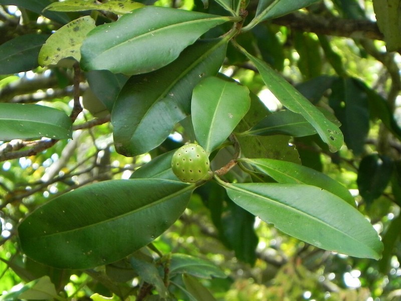 Zygogynum pomiferum photo 2