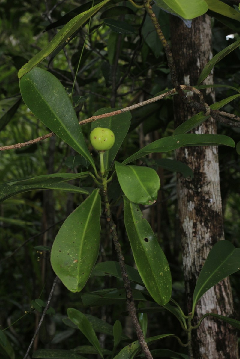 Zygogynum pomiferum photo 3