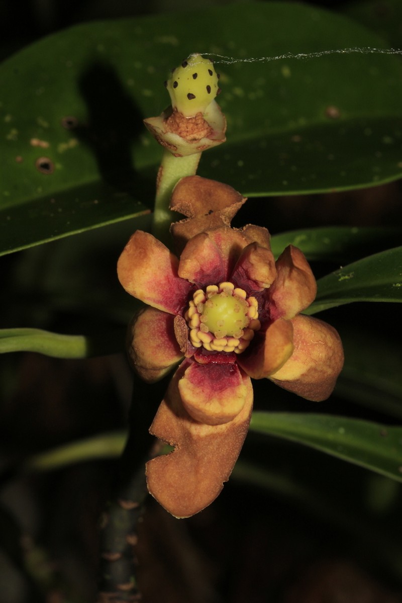 Zygogynum pomiferum photo 4