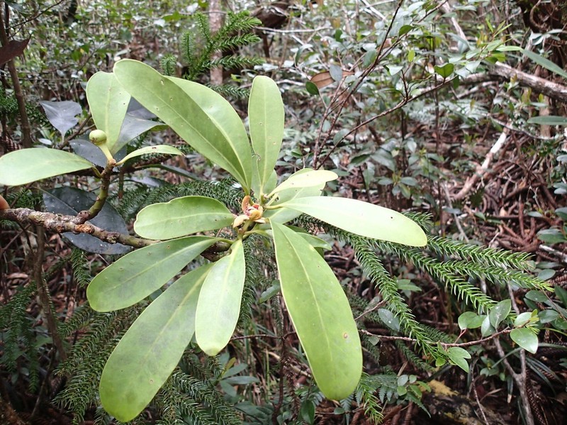 Zygogynum pomiferum photo 5