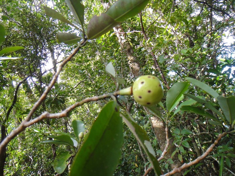 Zygogynum pomiferum photo 6