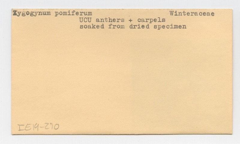 Zygogynum pomiferum