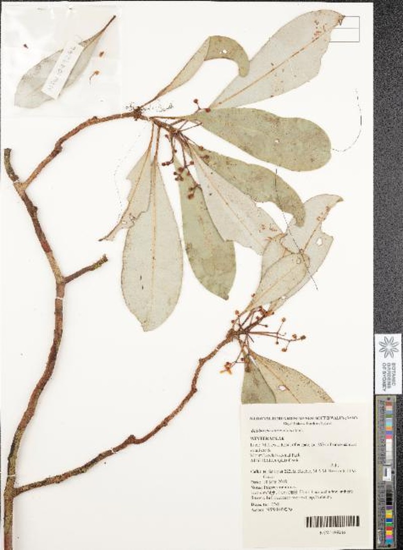Zygogynum queenslandianum subsp. queenslandianum