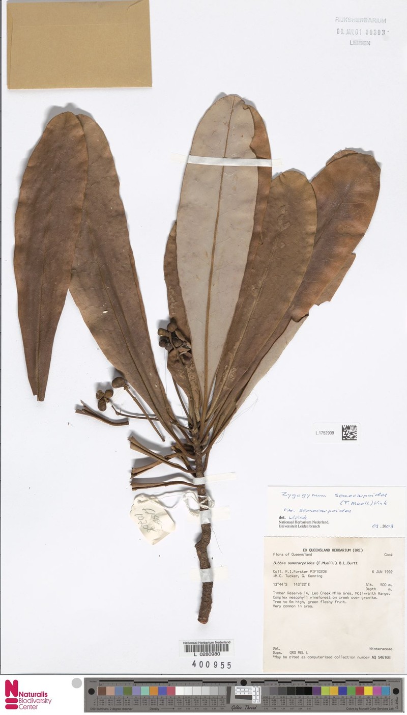 Zygogynum semecarpoides var. semecarpoides