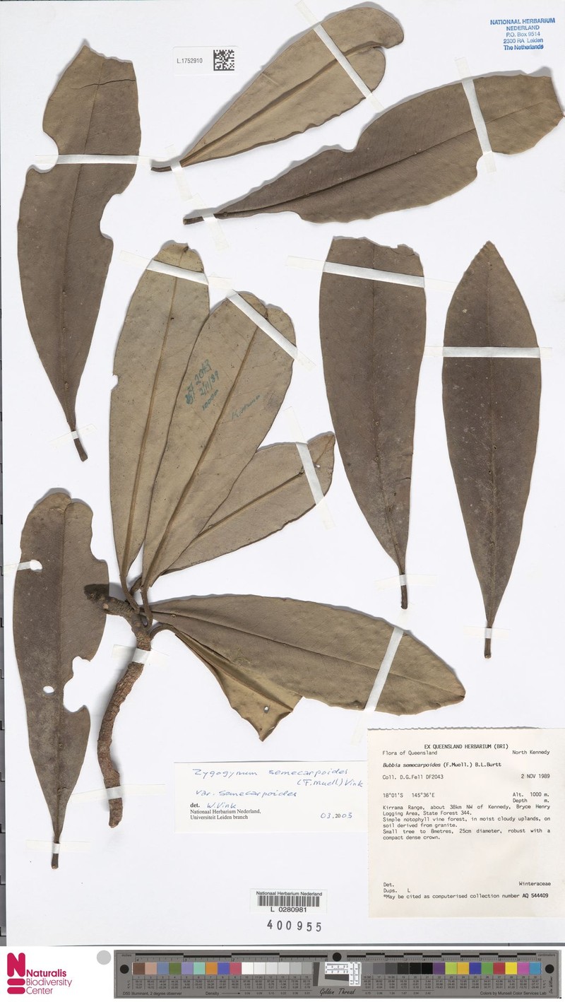 Zygogynum semecarpoides var. semecarpoides photo 2