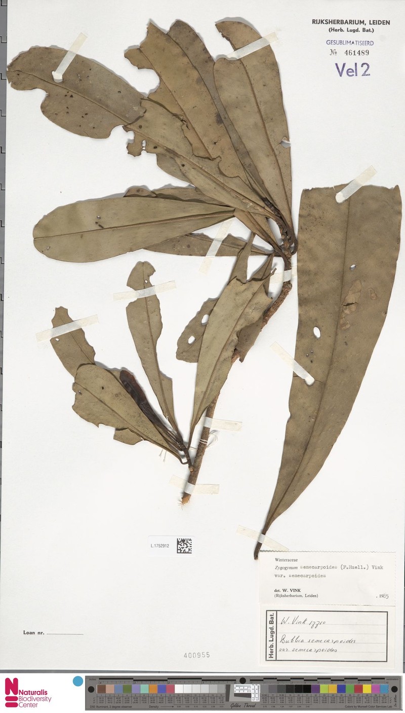Zygogynum semecarpoides var. semecarpoides photo 3