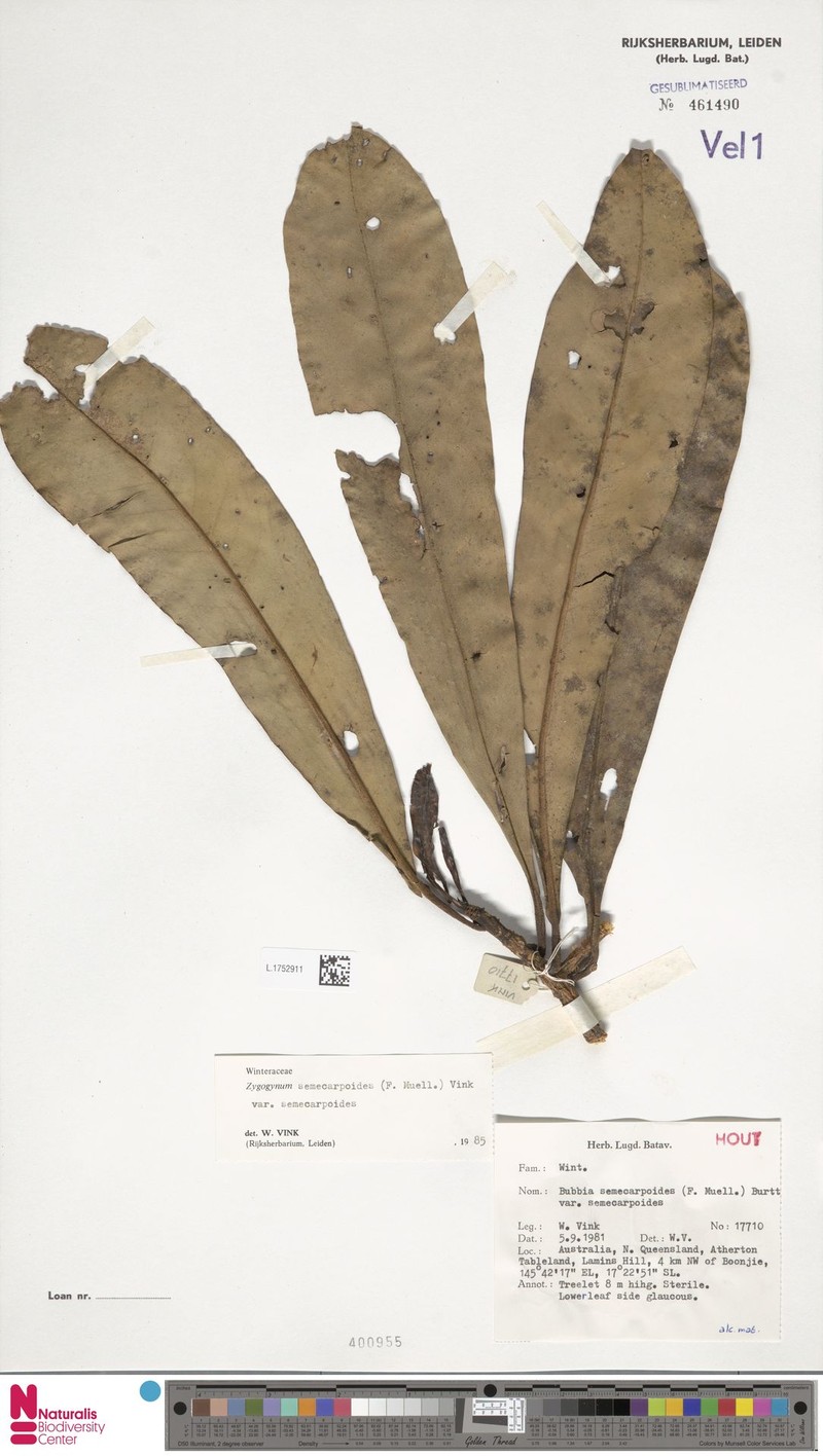 Zygogynum semecarpoides var. semecarpoides photo 4