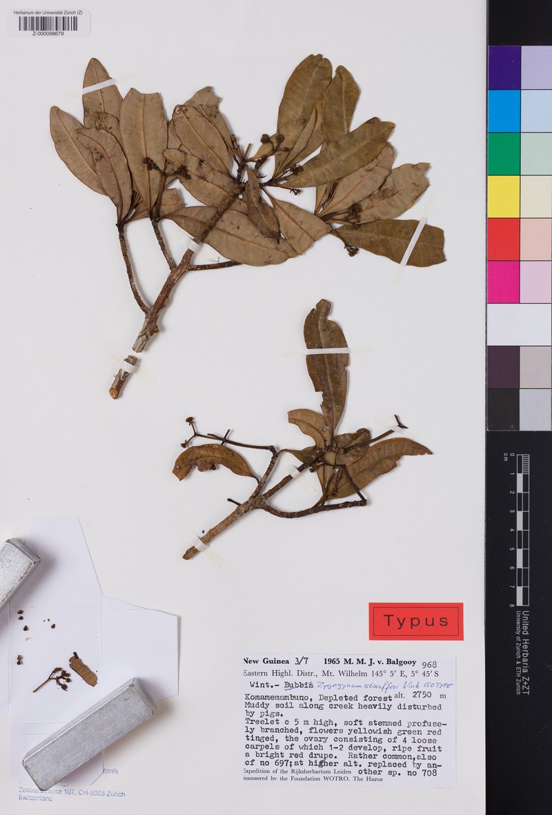 Zygogynum staufferianum photo 2