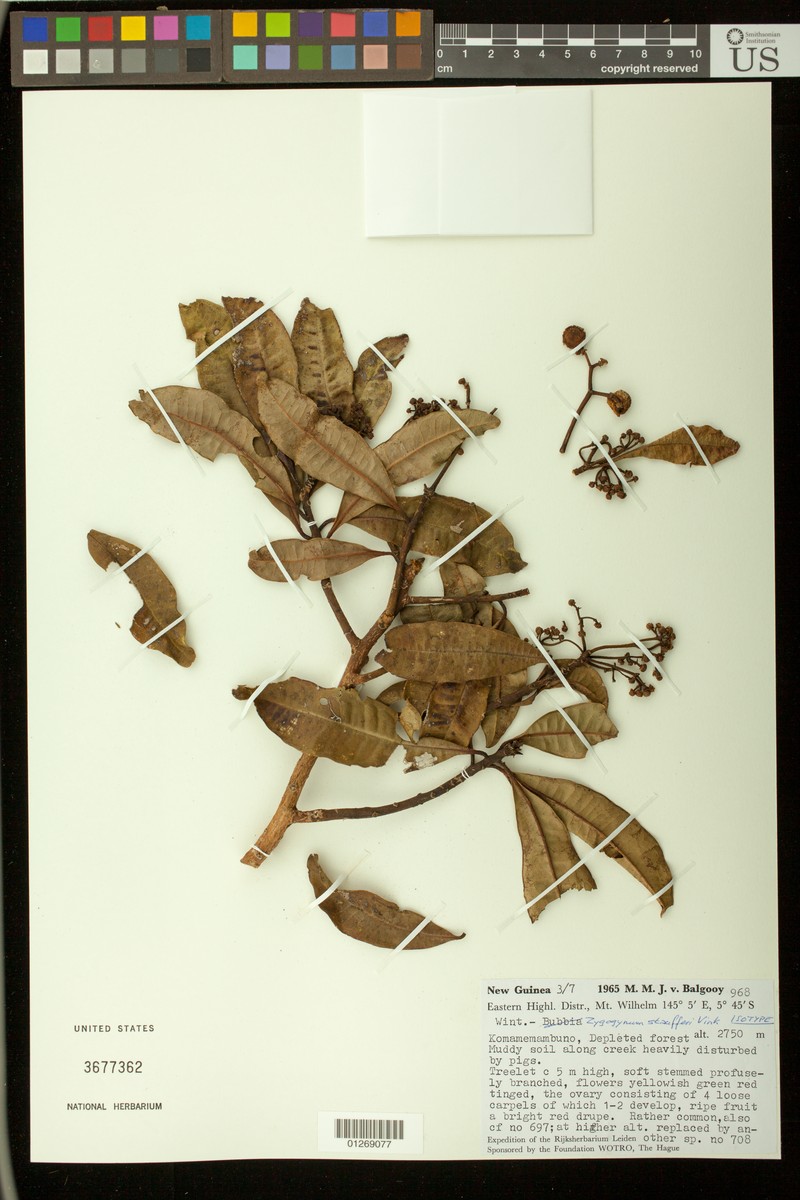 Zygogynum staufferianum