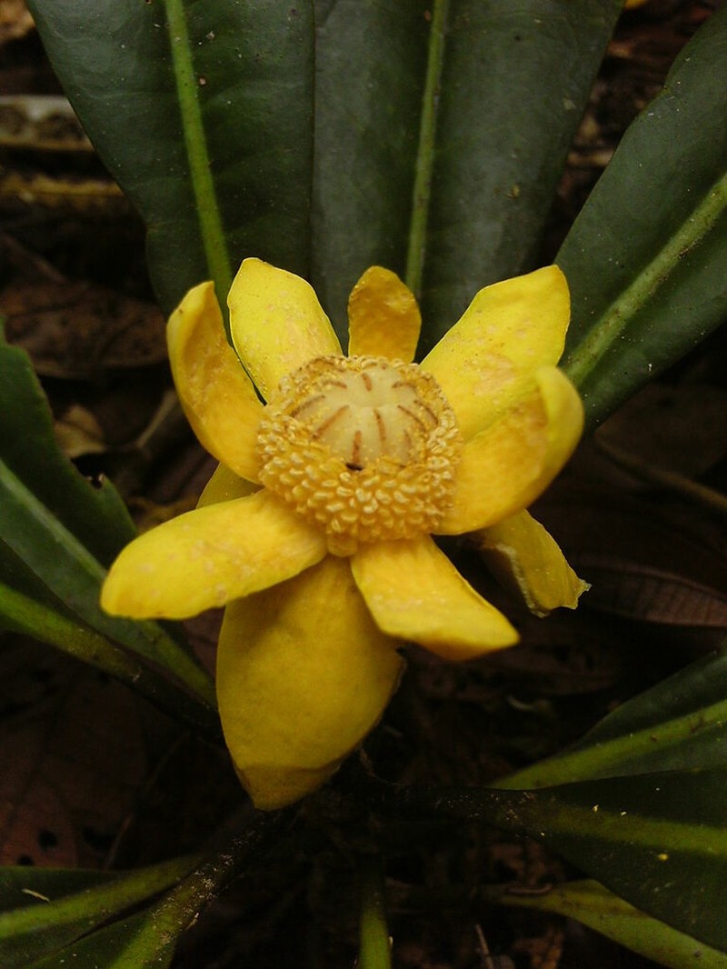 Zygogynum stipitatum