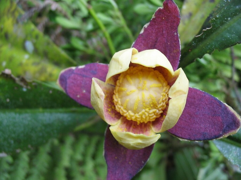 Zygogynum stipitatum photo 3