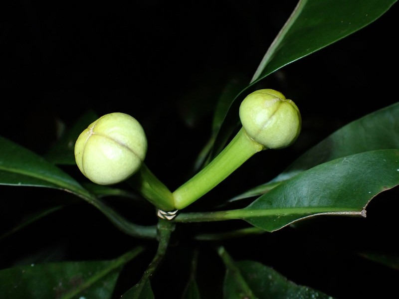 Zygogynum stipitatum photo 4