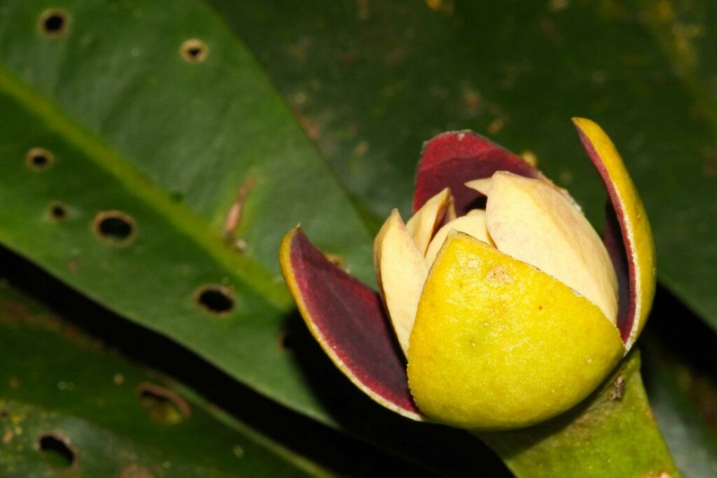 Zygogynum stipitatum photo 5