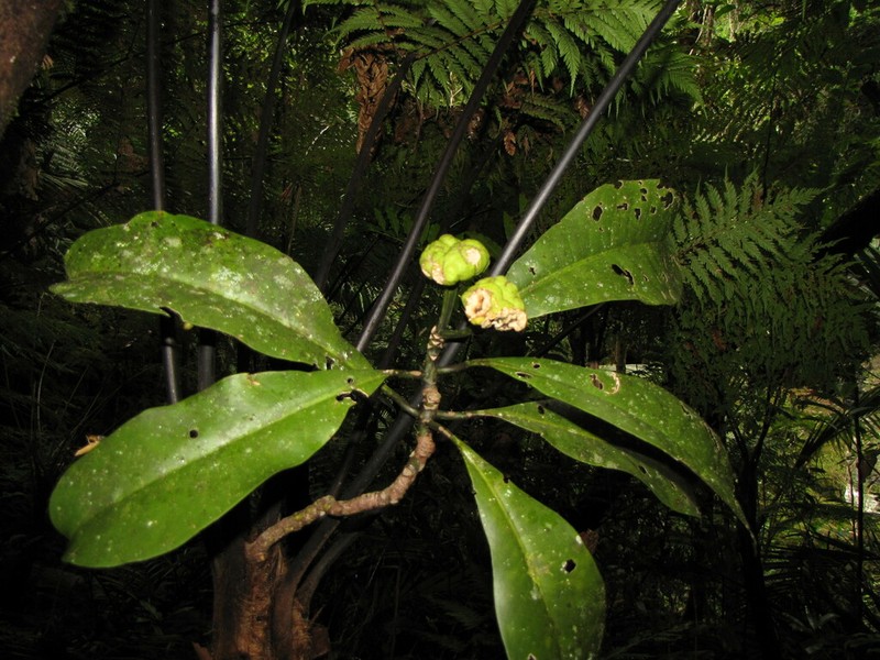 Zygogynum stipitatum photo 6