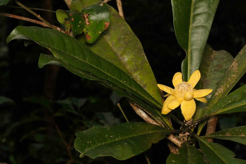 Zygogynum stipitatum photo 7
