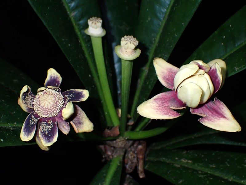 Zygogynum stipitatum photo 8