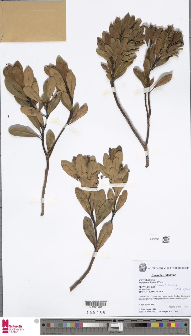 Zygogynum tieghemii subsp. tieghemii photo 2
